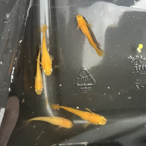 Oryzias latipes ’Gold’ 20+ eggs (Medaka, Japanese Ricefish)