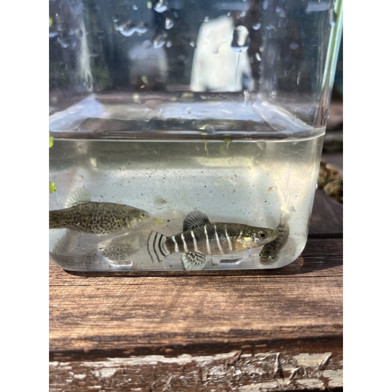 20+ eggs of Esmaelius sophiae and Anatolichthys danfordii