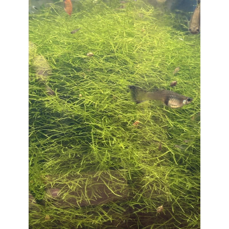 Java Moss
