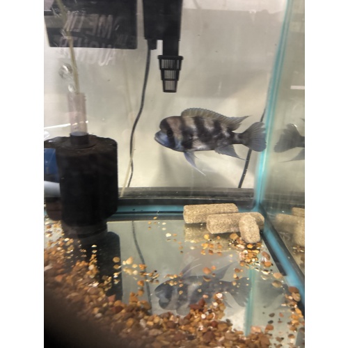 Black widow Frontosa pair