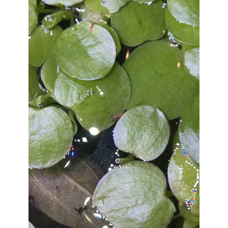 Frogbit