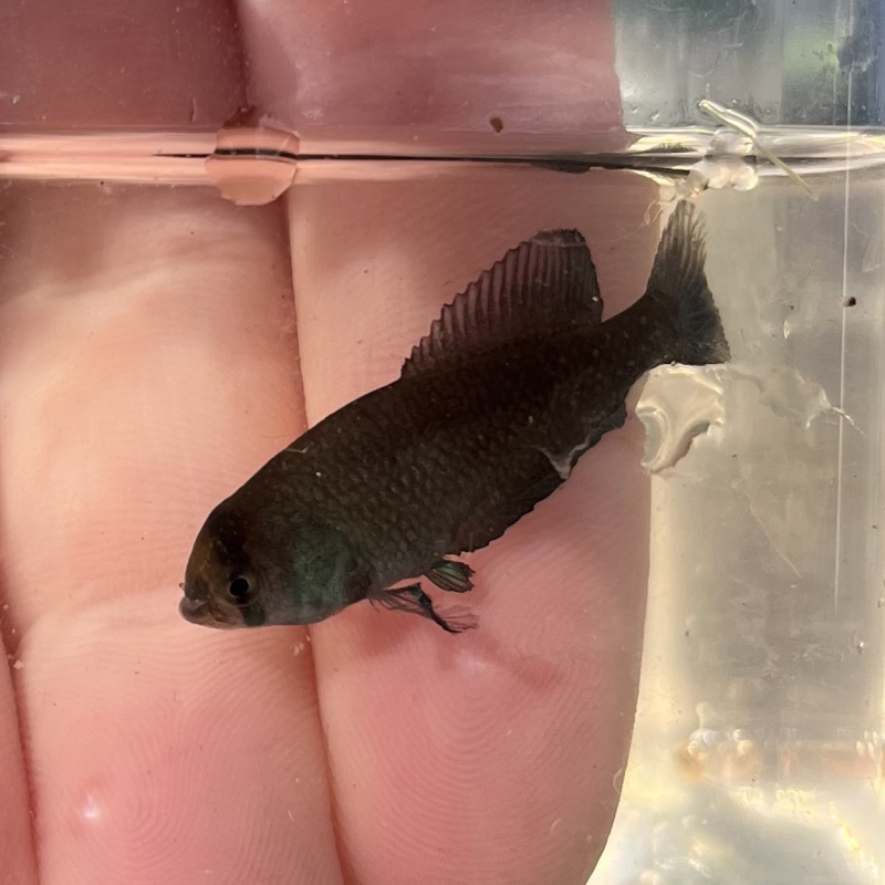Austrolebias bellottii 20+ eggs