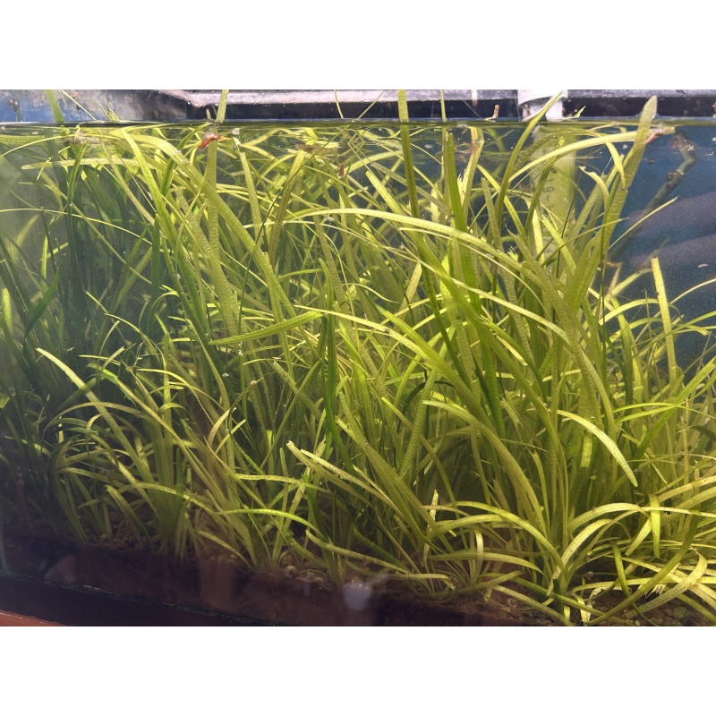 Dwarf Sag
