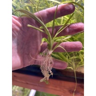 Dwarf Sag