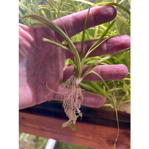 Dwarf Sag