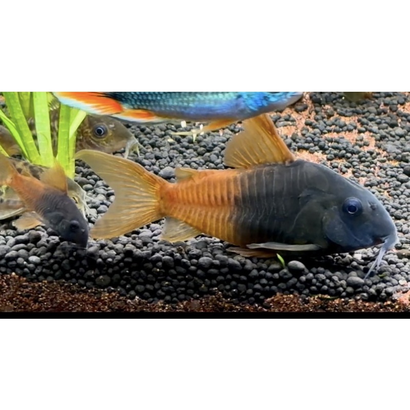 5 F1 Rio Tomo Concolors