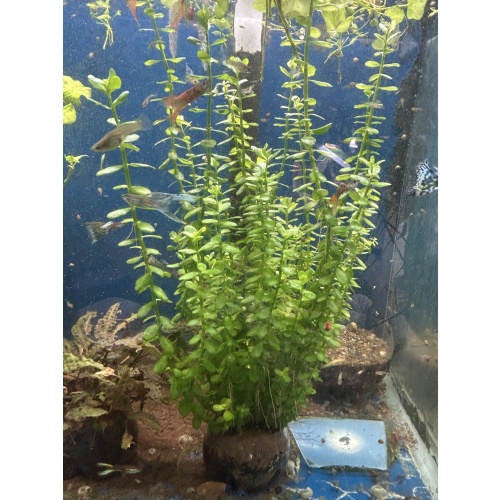 Bacopa caroliniana