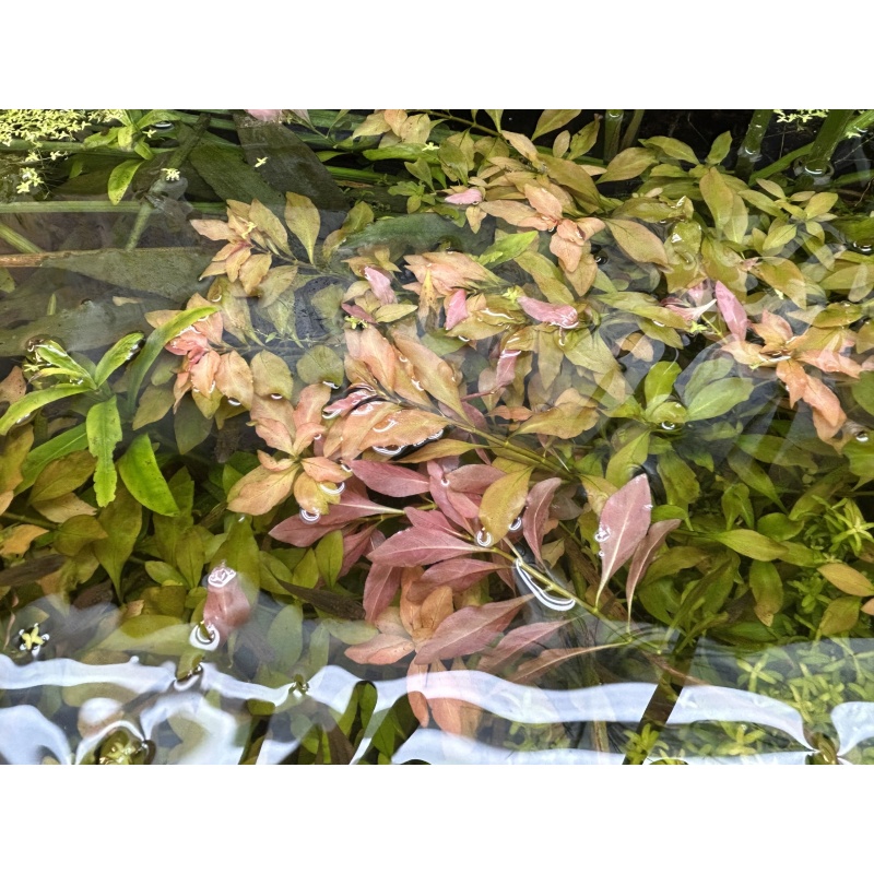 Alternanthera reineckii