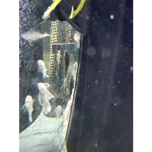 4 LDA08 Claro plecos 1in Shipping included.