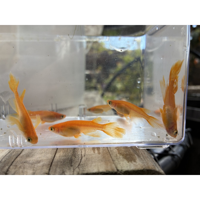(6) Longfins Yokihi Japanese Ricefish