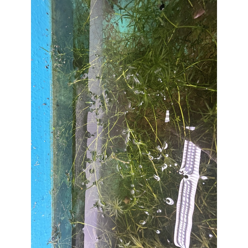 Guppy Grass
