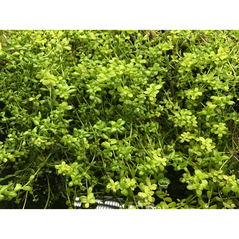 Bacopa caroliniana
