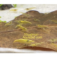 Indian Almond Leaves x50 Free Shipping