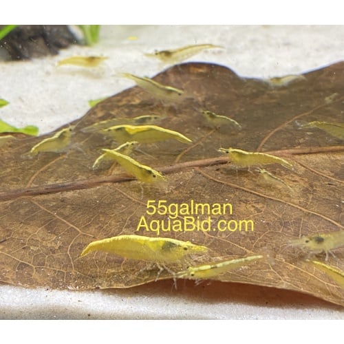 Indian Almond Leaves x50 Free Shipping