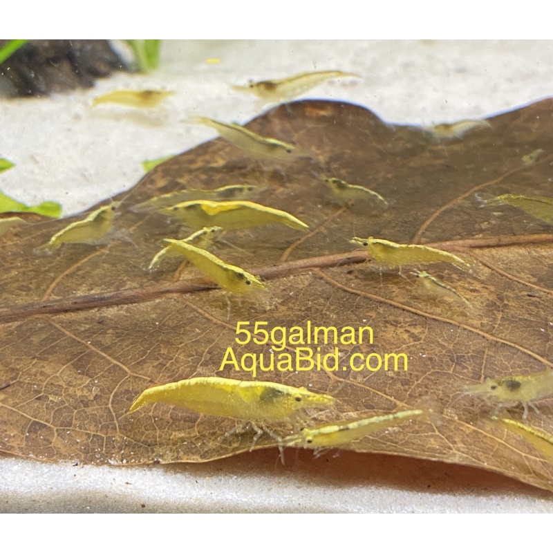 Indian Almond Leaves x50 Free Shipping