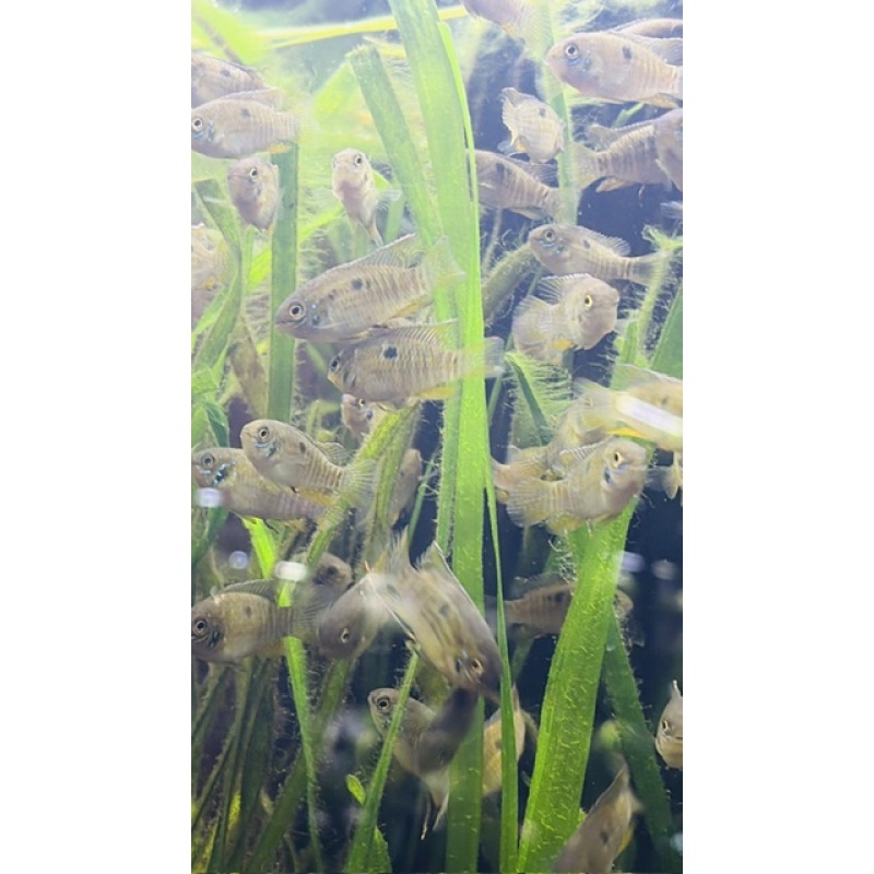 Group of 3 Araguaia Dwarf Acaras (Laetacara araguaiae)