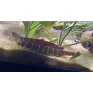 striped khuli loach