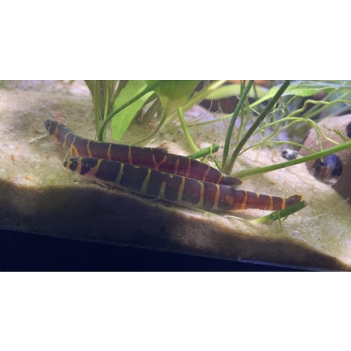 striped khuli loach