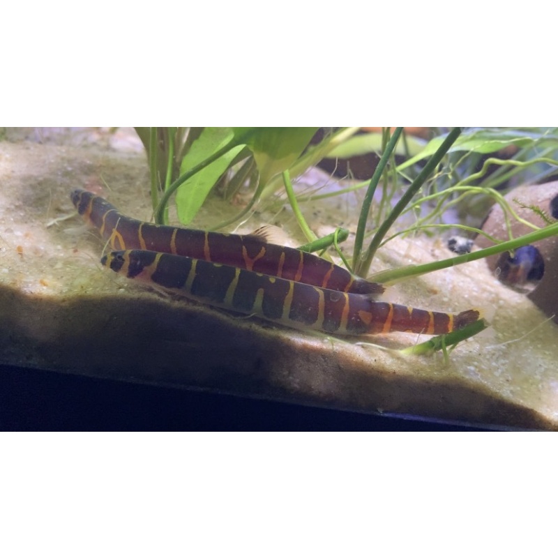 striped khuli loach