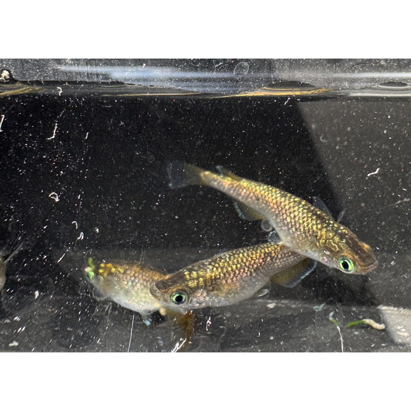Bronze Medaka Ricefish - 1 Pair