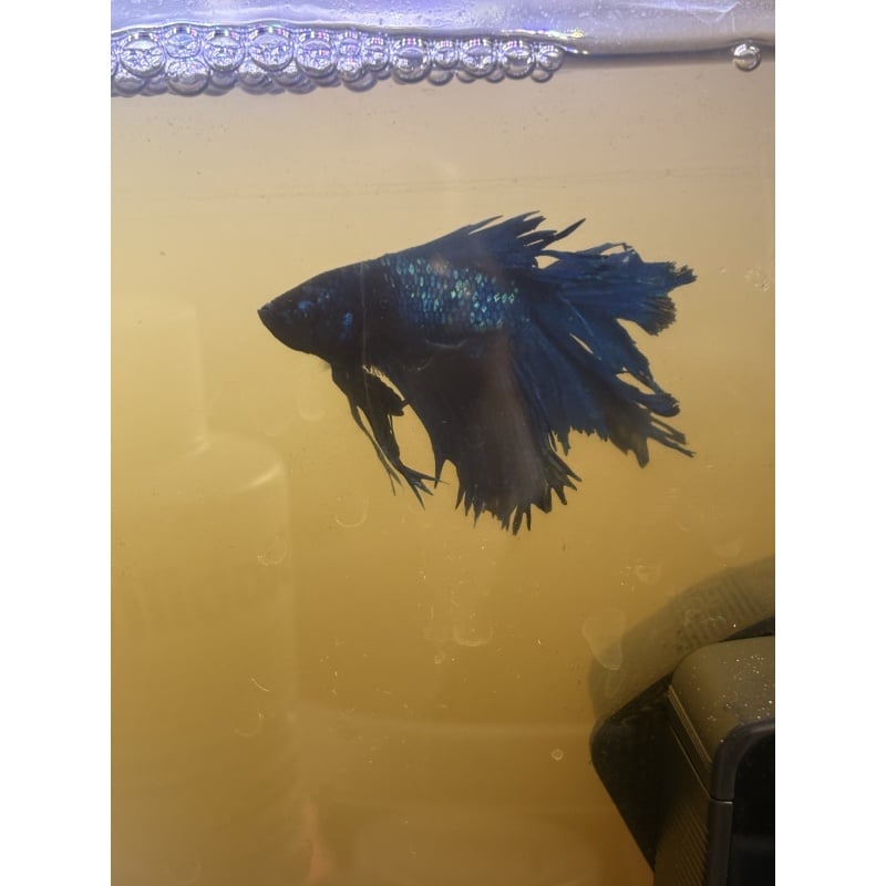 2 Betta fish