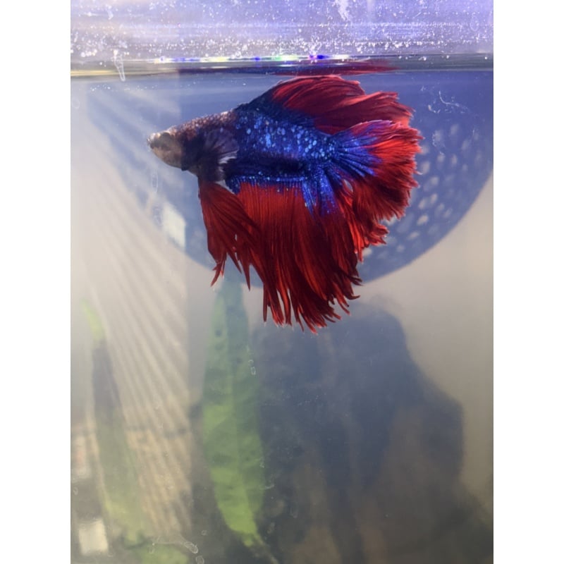 2 Betta fish