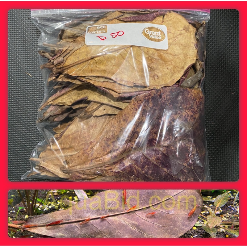 Indian Almond Leaves x 100