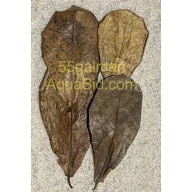 Indian Almond Leaves x 100