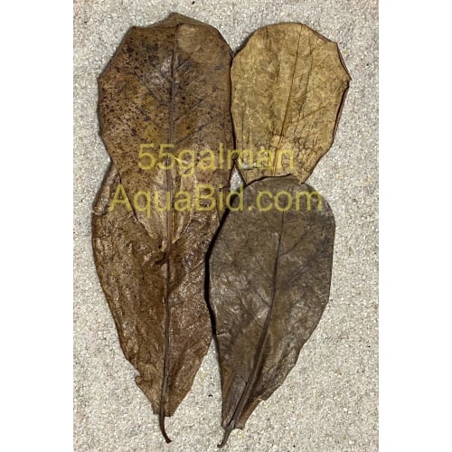 Indian Almond Leaves x 100