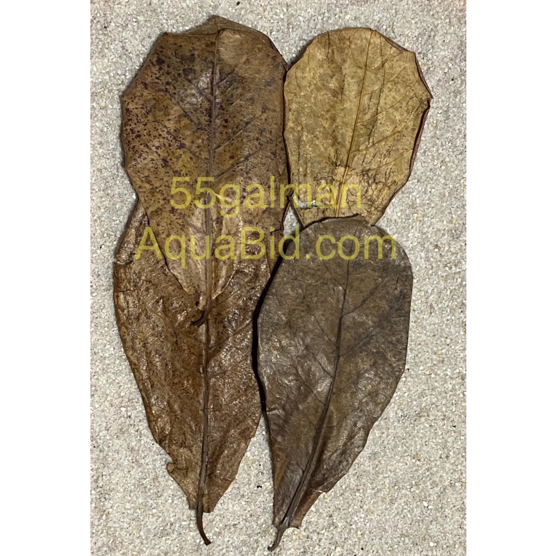 Indian Almond Leaves x50 Free Shipping