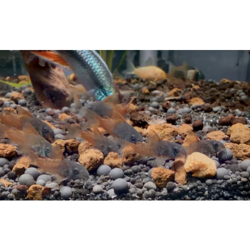 10 F1 Rio Tomo Concolors free shipping