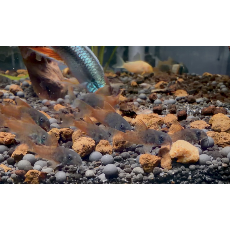 10 F1 Rio Tomo Concolors free shipping