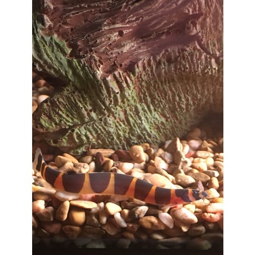 3 Kuhli Loaches