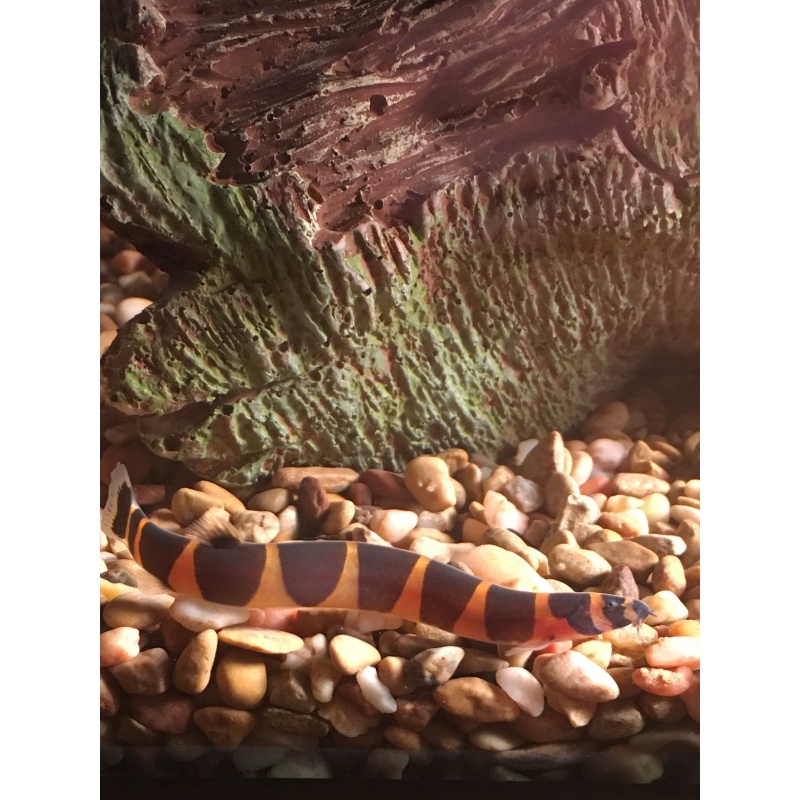 3 Kuhli Loaches