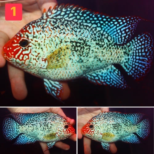 Proven female Super red texas 5.5 inch