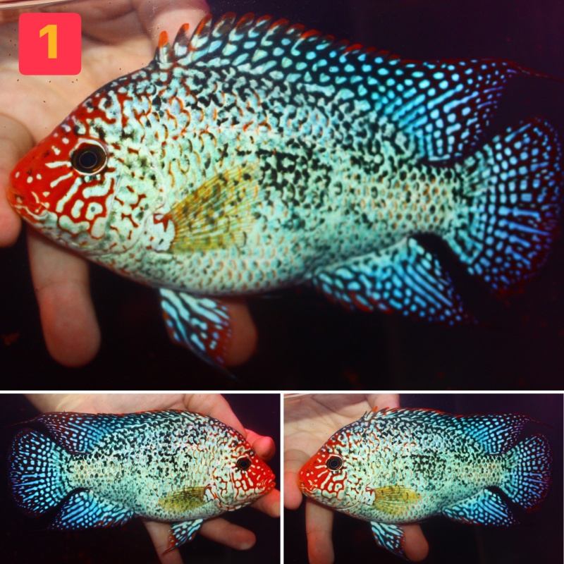 Proven female Super red texas 5.5 inch