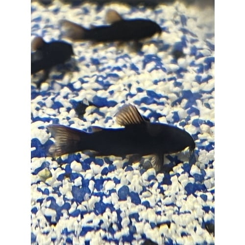 Black Shultzie Corydora