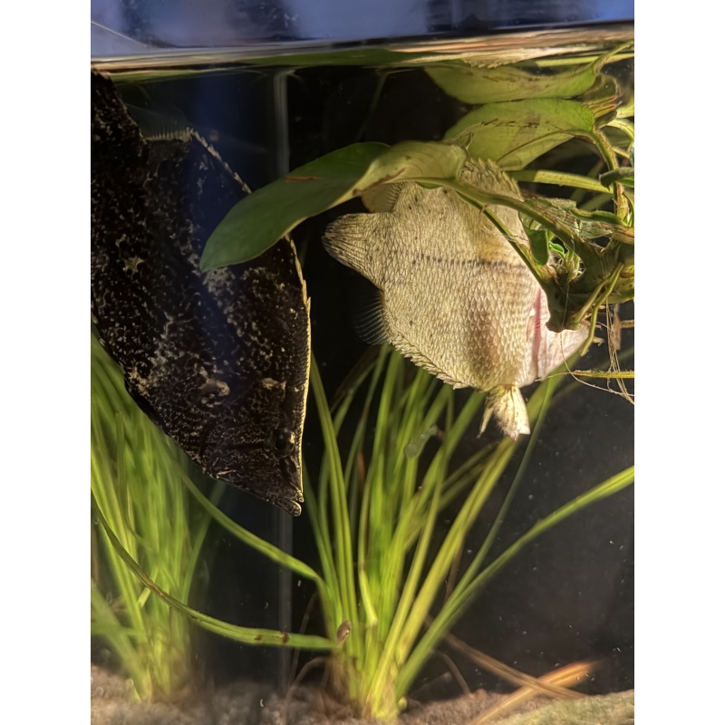 Rare South American Leaf Fish — Young Possible Pair