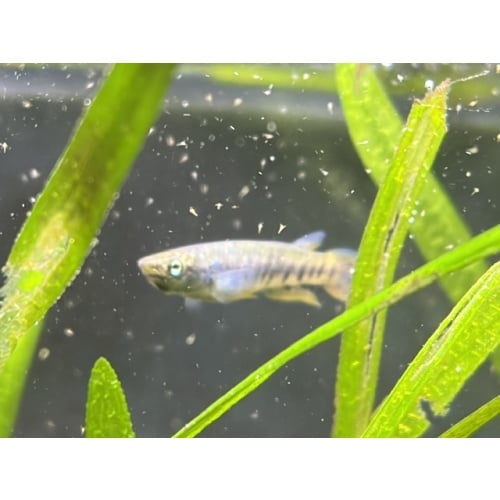Group of 10 Epiplatys Spilargyreius Killifish