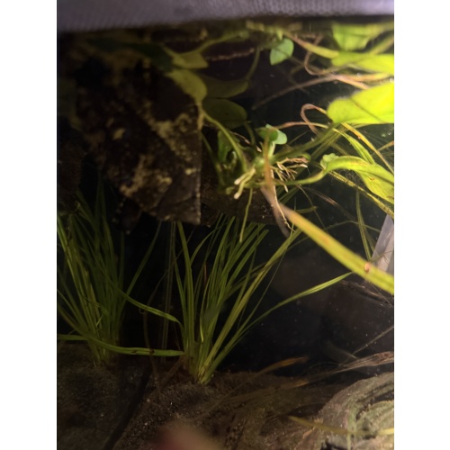 Rare South American Leaf Fish — Young Possible Pair