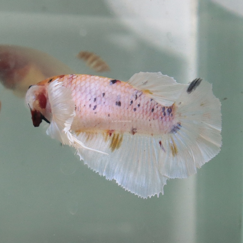 [Thailand] Marble Dot Dumbo HM (Female)