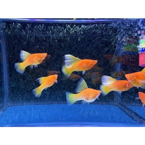 **Show Rubynose HiFin Platies(2M2F)**