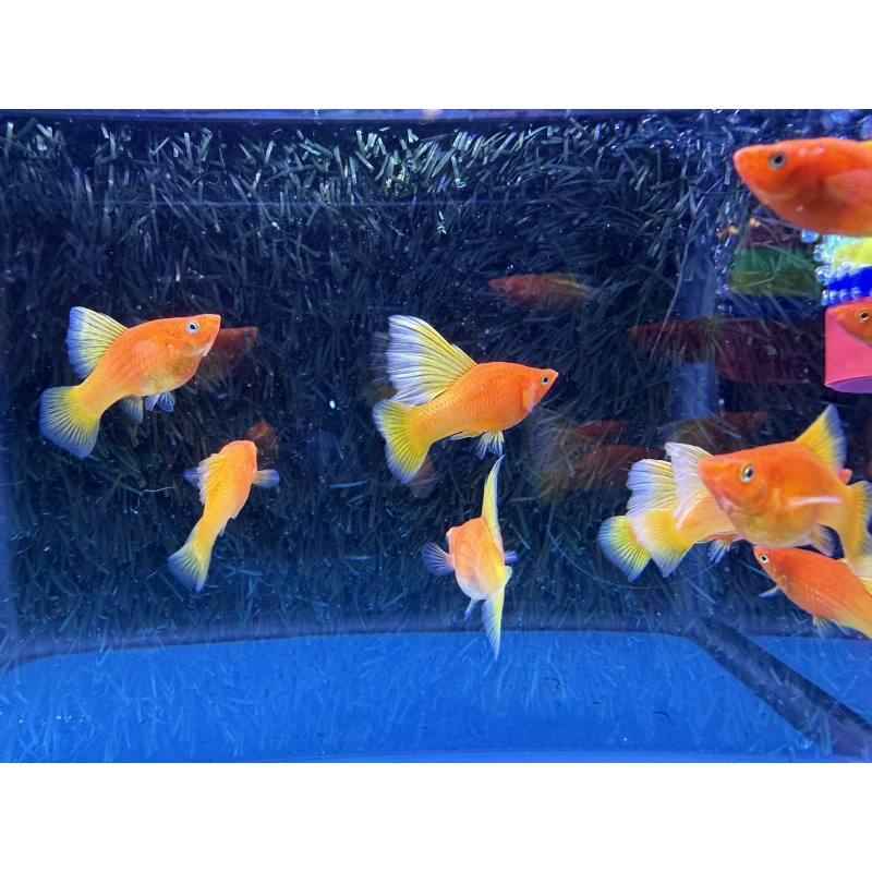 **Show Rubynose HiFin Platies(2M2F)**