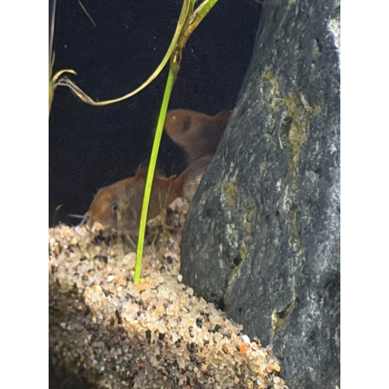Fireball Corydoras group.
