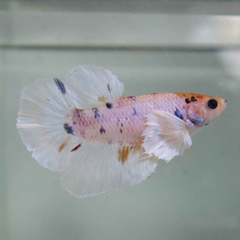 [Thailand] Marble Dot Dumbo HM (Female)