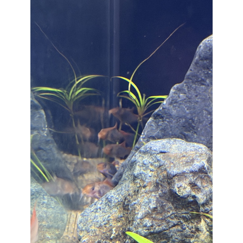 Fireball Corydoras group.