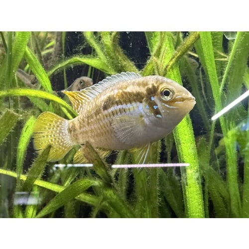 Group of 3 Araguaia Dwarf Acaras (Laetacara araguaiae)