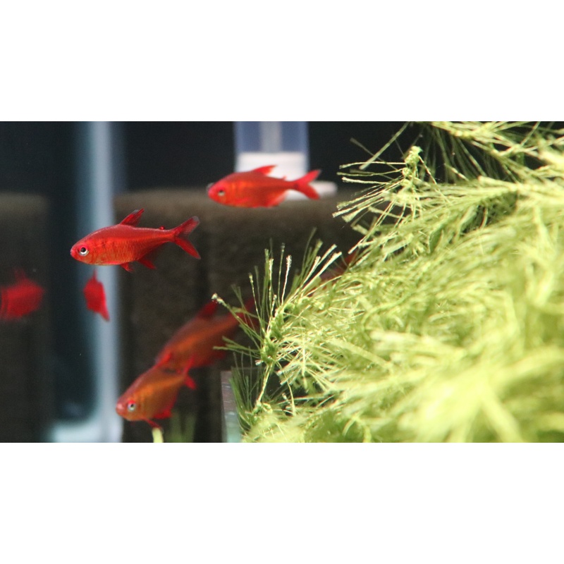 6 Hyphessobrycon muzel red cherry
