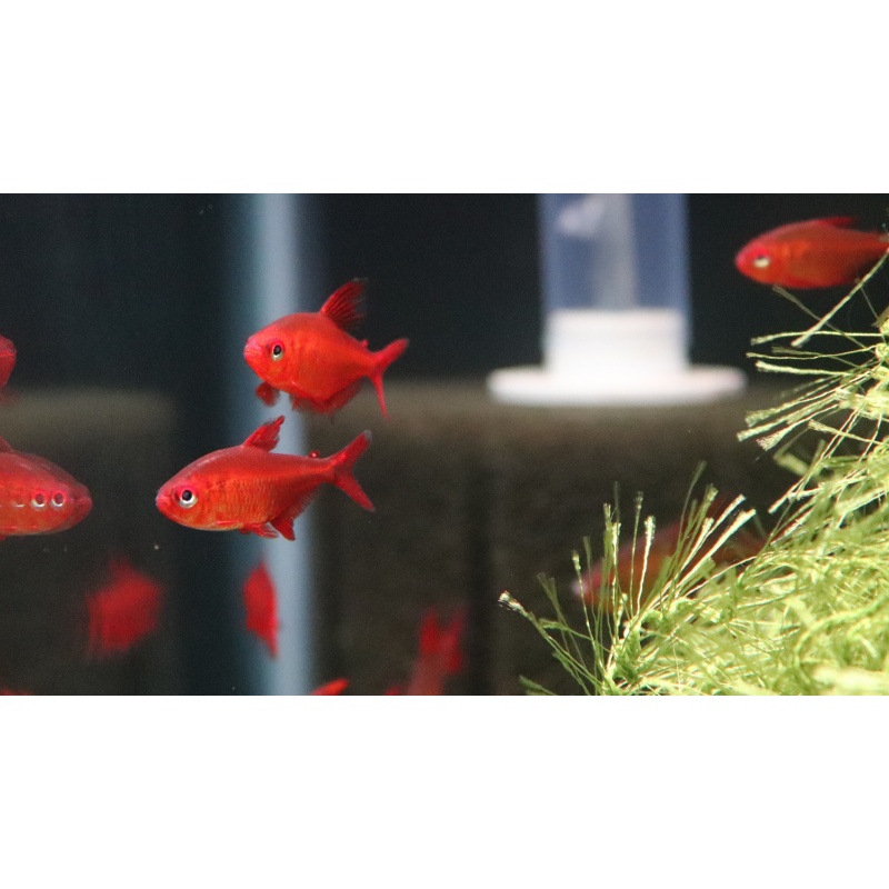 6 Hyphessobrycon muzel red cherry