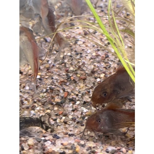 Fireball Corydoras group.